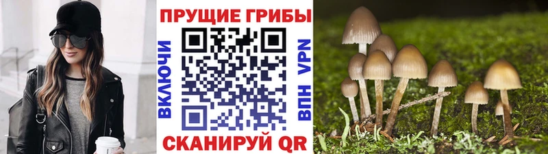 Псилоцибиновые грибы прущие грибы  Полярный 